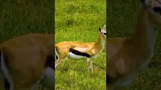 forest sounds, most beautiful animals in the world, krugers #nature #shorts