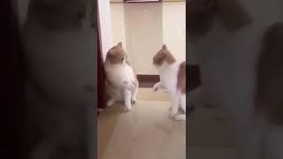 CatFUNNY-MOMENT???? #shorts #shortsvideo #trend #funnycats #available #ytshorts #subscribe